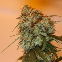 Golden Tiger Feminized Seeds