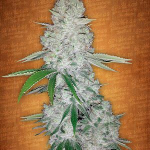 Gorilla Glue Auto Feminized Seeds