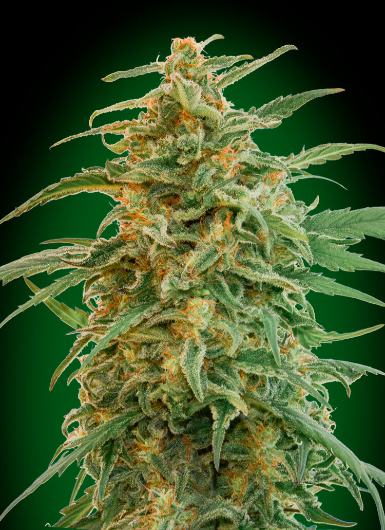 Gorilla Auto Feminized Seeds Gorilla Auto Feminized Seeds