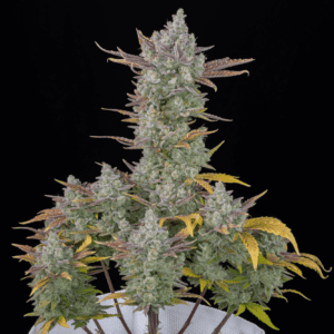 Gorilla Cookies Auto Feminized Seeds