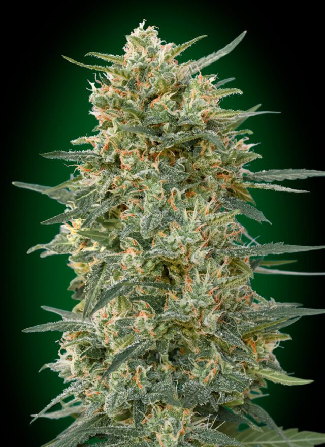 Gorilla FAST Feminized Seeds