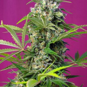 Gorilla Girl Feminized Seeds