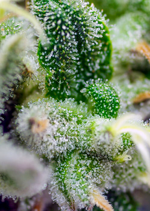 gorilla-girl-xl-auto-2