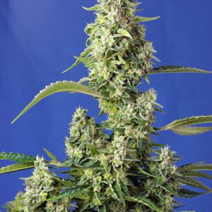 Gorilla Girl XL Auto Feminized Seeds