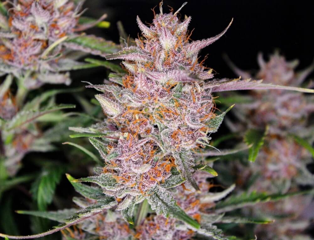 gorilla-punch-auto-2