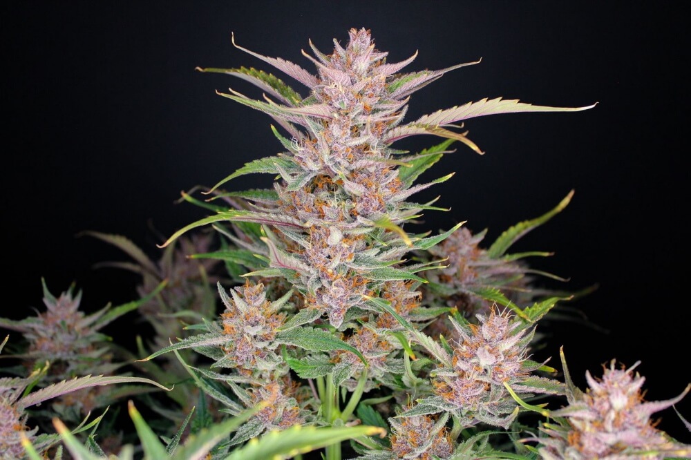 Gorilla Punch Auto Feminized Seeds Gorilla Punch Auto Feminized Seeds