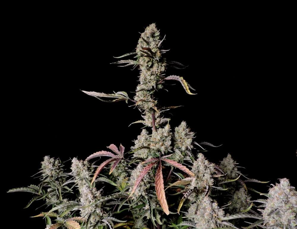 gorilla-zkittlez-auto-2