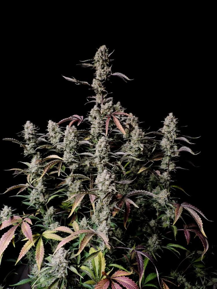 Gorilla Zkittlez Auto Feminized Seeds Gorilla Zkittlez Auto Feminized Seeds
