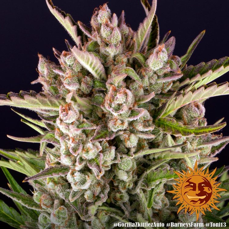 gorilla-zkittlez-auto_7_813359