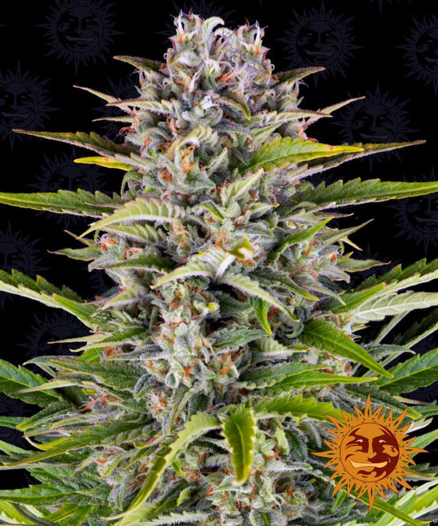 Gorilla Zkittlez Auto Feminized Seeds