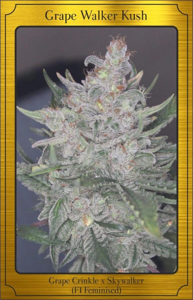 Grape Walker Kush Auto Feminized Seeds