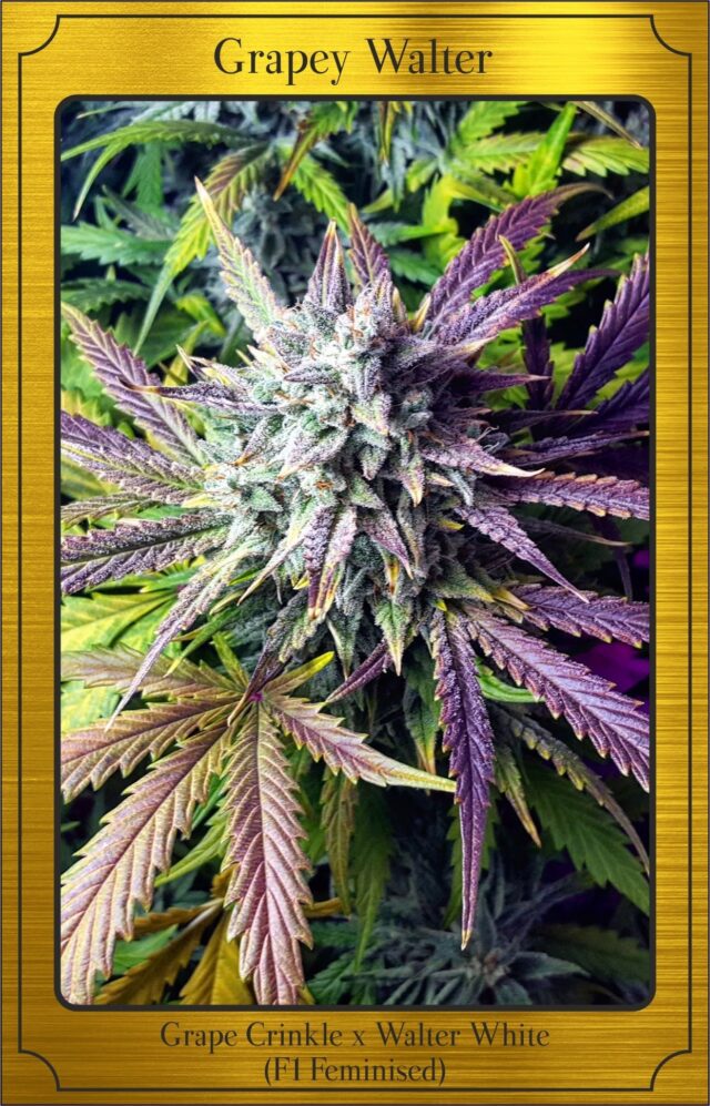 Grapey Walter Auto Feminized Seeds