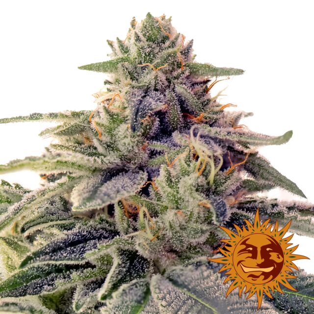 Shiskaberry Feminized Seeds