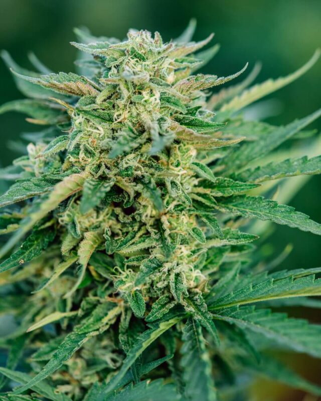 Grease Gun Auto Feminized Seeds