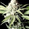 Buy Great White Shark Feminized Seeds by Greenhouse Seed Co. in America - Image 2