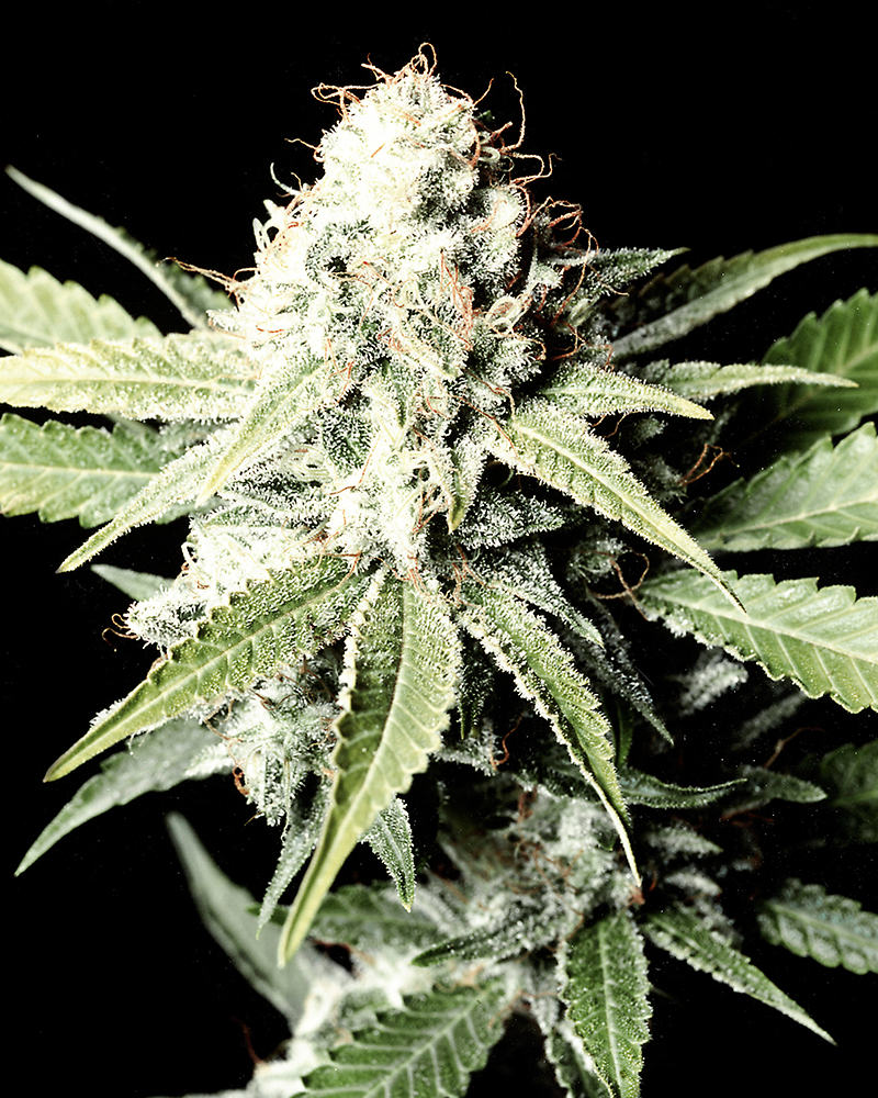 greatwhiteshark