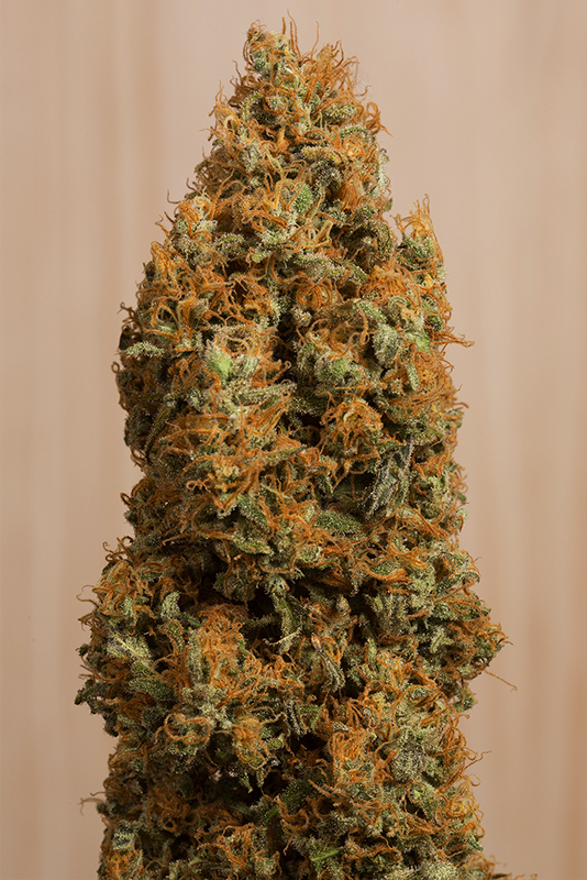 Green Crack CBD Feminized Seeds