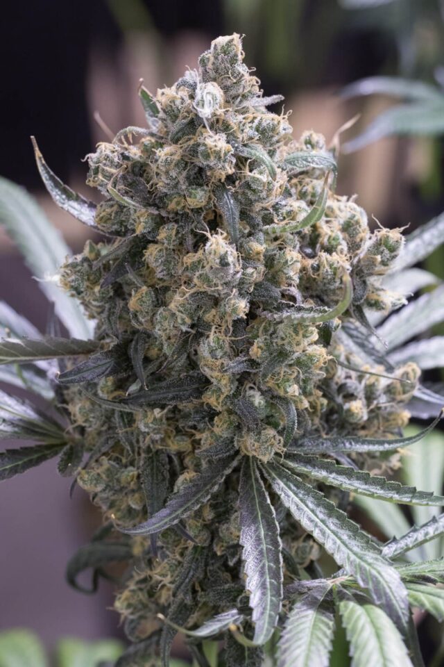 Green Crack FAST Feminized Seeds