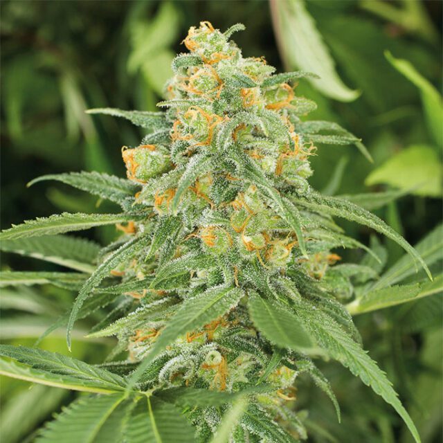 Green Crack 2.0 Feminized Seeds