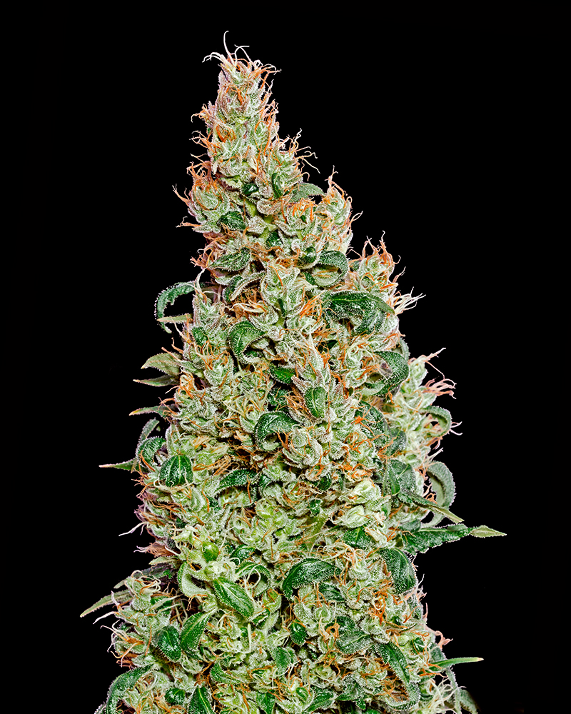 Buy Green-O-Matic Feminized Seeds by Greenhouse Seed Co. in America - Image 2