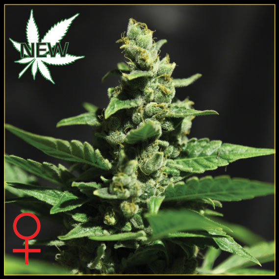 Green-O-Matic Feminized Seeds