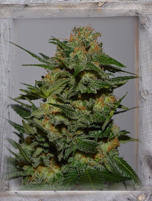 Green Crack Feminized Seeds