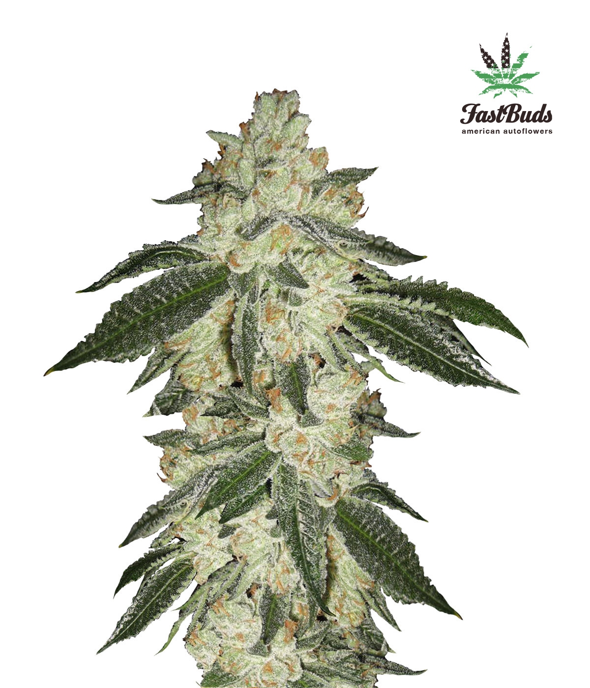 green_crack_3