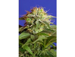 Green Poison F1 FAST Version Feminized Seeds