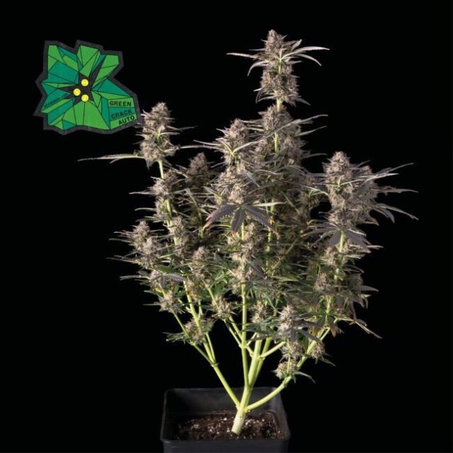 Green Crack Auto Feminized Seeds