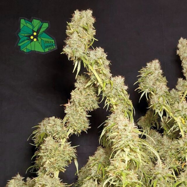 Green Crack Auto Feminized Seeds