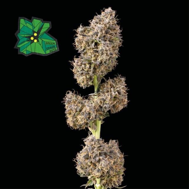 Green Crack Auto Feminized Seeds