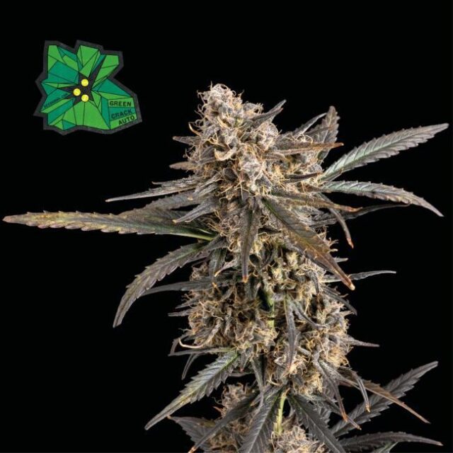 Green Crack Auto Feminized Seeds