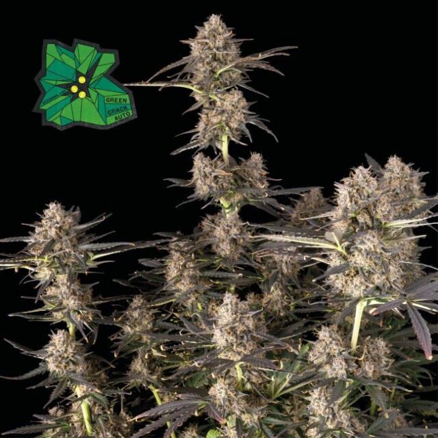 Green Crack Auto Feminized Seeds