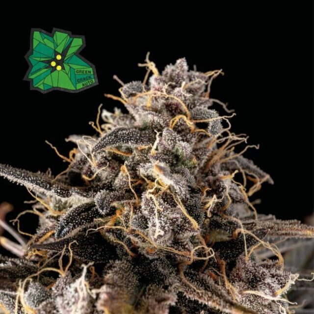 Green Crack Auto Feminized Seeds