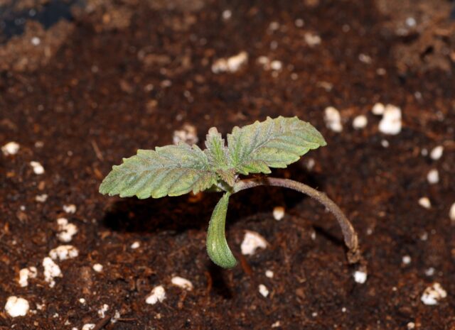 Girl Scout Crack Feminized Seeds