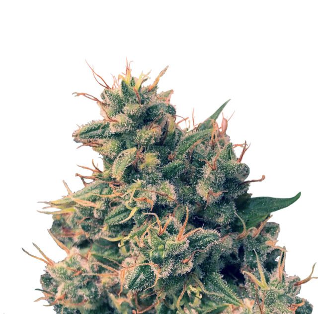 Guawi Feminized Seeds