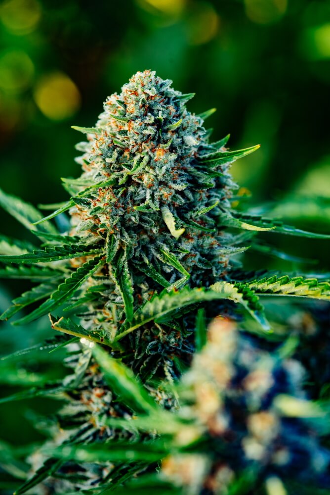 Gummibears Auto Feminized Seeds