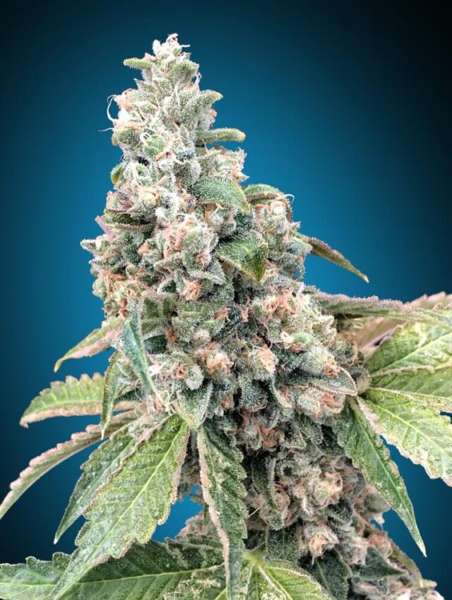 Harlequin CBD Feminized Seeds