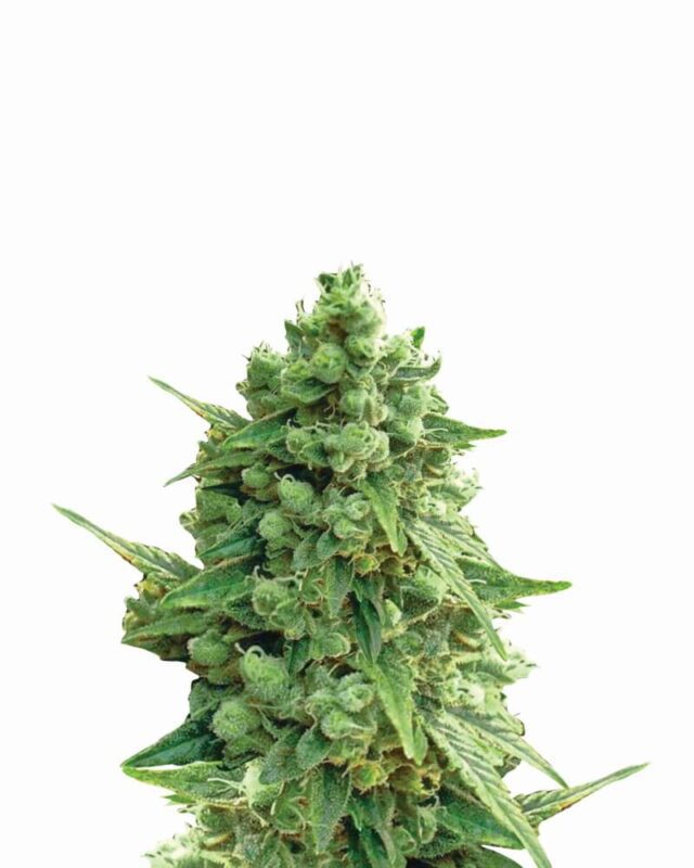 Hawaii Maui Waui Auto Feminized Seeds