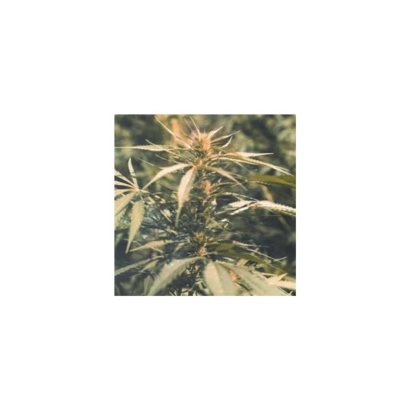 Hawaii Maui Waui Feminized Seeds