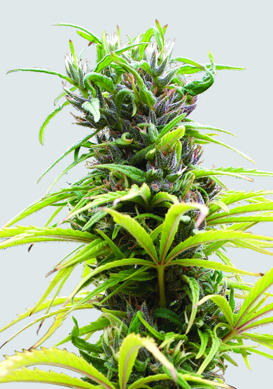 Hawaii Maui Waui Regular Seeds