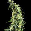 Buy Hawaiian Snow Feminized Seeds by Greenhouse Seed Co. in America - Image 2