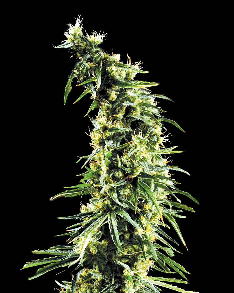 hawaiiansnow