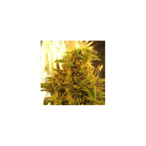 Amnesia Haze Feminized Seeds (formerly Haze #1)