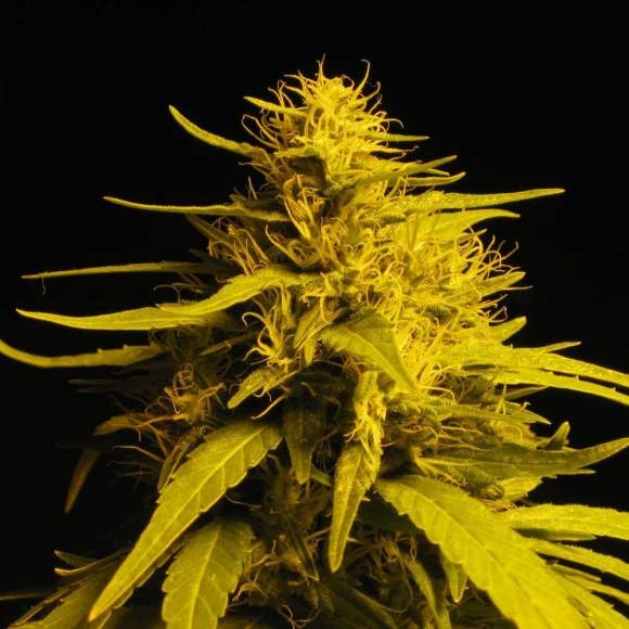 Amnesia Haze Auto Feminized Seeds