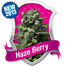 Haze Berry Feminized Seeds