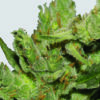 Amnesia Haze Regular Seeds (formerly Haze #1)