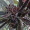 Buy Haze x Kali China Feminized Seeds by Ace Seeds in America - Image 2