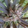 Haze x Kali China Feminized Seeds