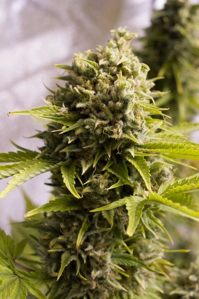 Bubba Cheese Auto Feminized Seeds